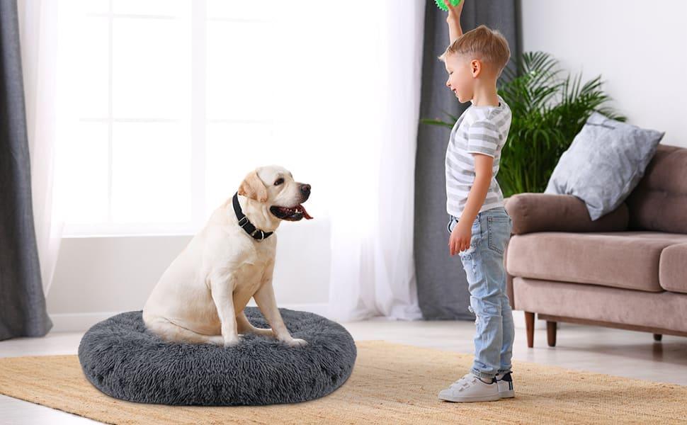 Boy playing with Labrador dog sitting on gray fluffy pet bed in bright living room