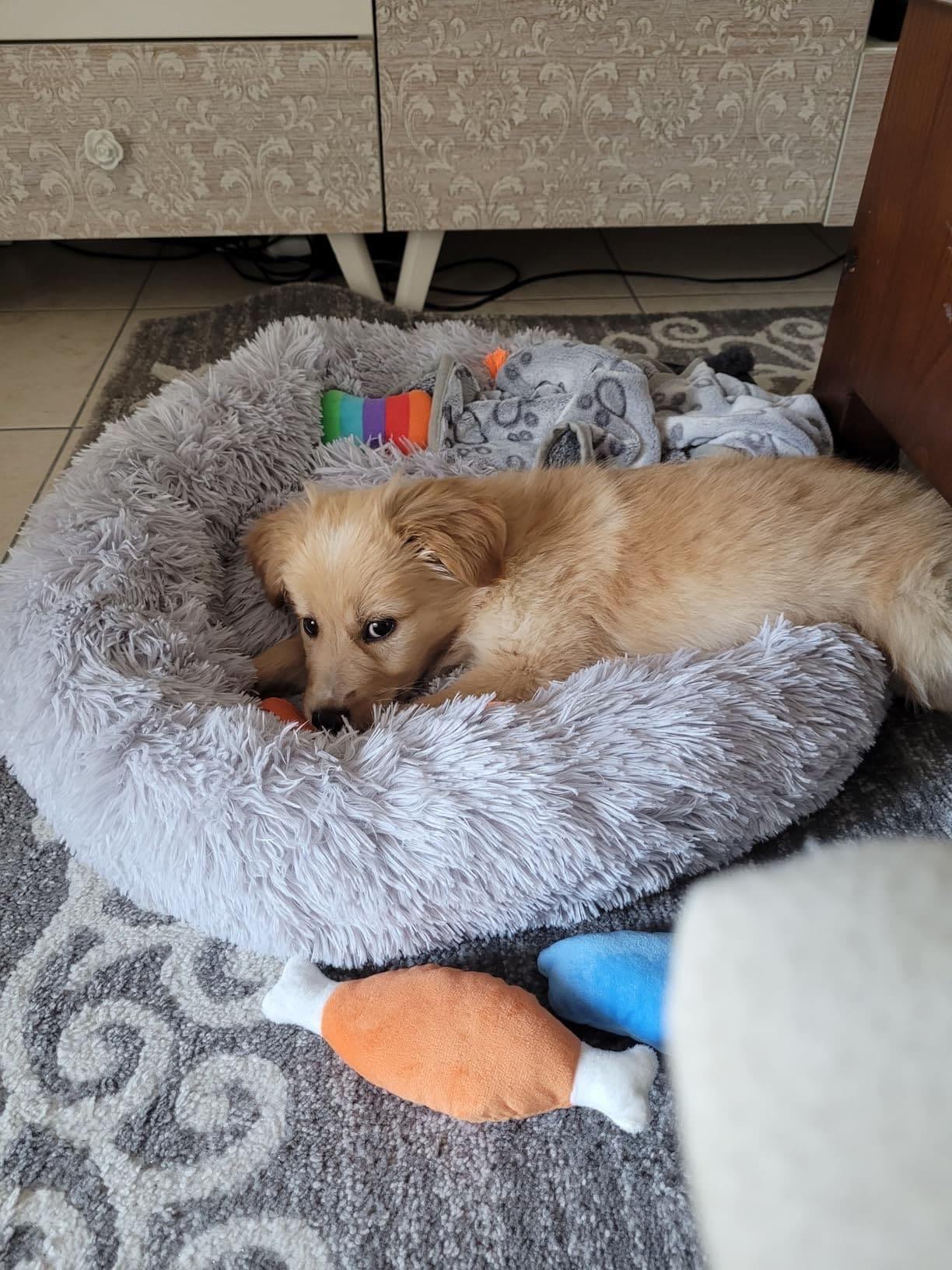Small light brown puppy lying in a fluffy gray dog bed with toys on patterned carpet