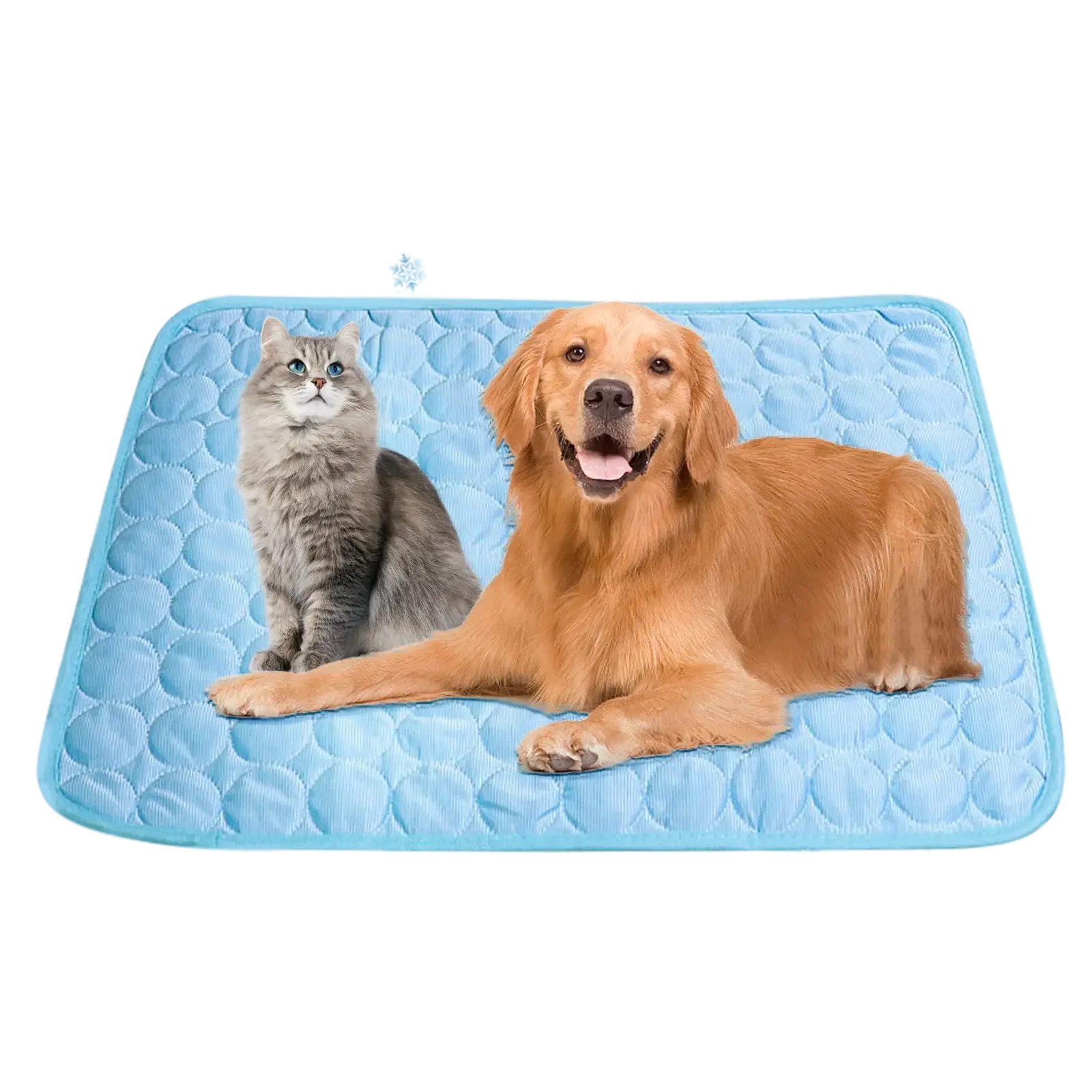 Golden retriever dog lying next to fluffy gray cat on light blue pet mat